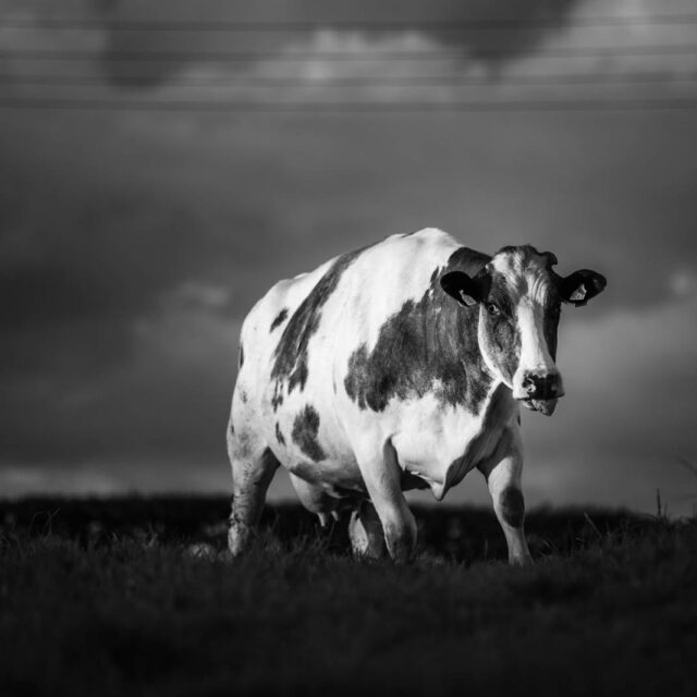 Moody Cow