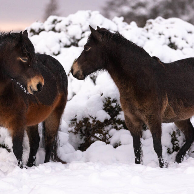 Winter Ponies